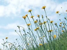 野の花